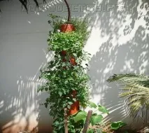 легло