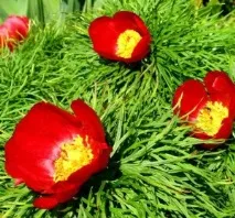 Сорта та види півонії, Зразкова садиба сорта