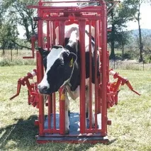 машина машина