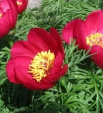 Сорта та види півонії, Зразкова садиба види