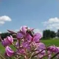 Тканина () 5 букв - пошук слів за маскою та визначенням, відповіді на сканворди слів