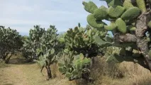 темаскал горещи камъни