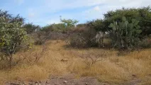 голяма кофа голяма кофа