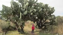 голяма кофа горещи камъни