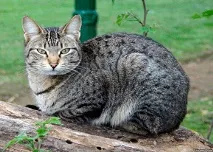Токсокароз котів личинки