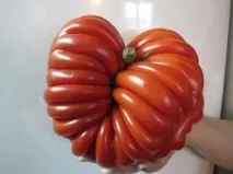 отличен вкус домати