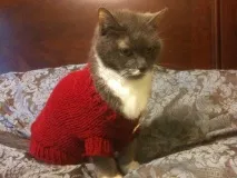 палтото палтото
