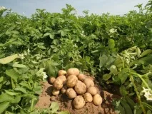 отглеждане картофи технология отглеждане
