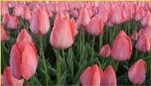 лалета