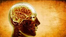 Вчені довели, що зарядка в юності покращує роботу мозку на старості - РИА Новости юності