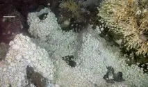 Дивовижна Маріанська западина фото найглибших місць на землі дивовижна