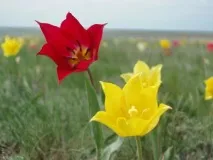 особливості