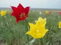 Тюльпан Шренка опис виду, розмноження та місця зростання опис