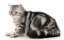 животни ритуални