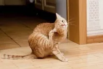 кліщ