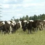 служба