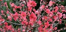 Види та сорти айви звичайна, довгаста, садова, декоративна, грушоподібна, китайська та звичайна