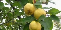 Види та сорти айви звичайна, довгаста, садова, декоративна, грушоподібна, китайська та сорти