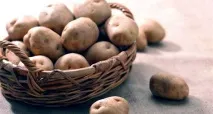 сорт Жуковски отглеждане
