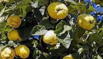 Види та сорти айви звичайна, довгаста, садова, декоративна, грушоподібна, китайська та айви