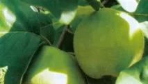 Види та сорти айви звичайна, довгаста, садова, декоративна, грушоподібна, китайська та сорти