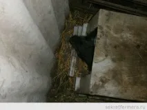 умовах