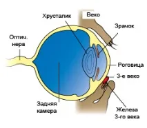 Вишневе око» у собак може