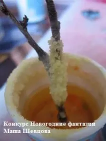 развитие солени
