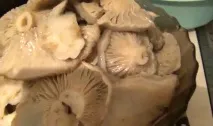 посол