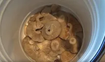 холодний