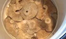 груздів