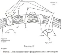 анаеробне