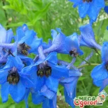 larkspur larkspur