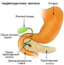 Жовчний міхур, підшлункова залоза розташування, функції, захворювання підшлункова