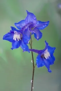 супена лъжица шарпа