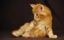 котенца описания