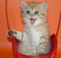 снимки котенца