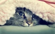 които черти