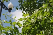 Вулиця Серишева від набережної до Запаріна набережної