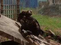 учен уфски
