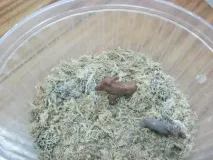 снимка направи