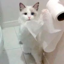 тридесет които