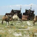 Амударья - пошук слів за маскою та визначенням, відповіді на сканворди слів