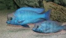 cichlida рибки