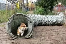развъдник ловкост