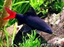 снимка labeo