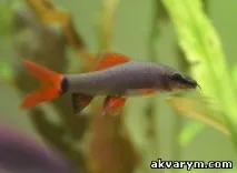 риби аквариумни