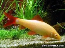 labeo растения