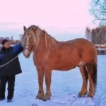 безкоштовні