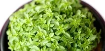 Базилік користь та шкода базилік